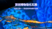 「瞎逛深圳」深圳博物馆 恐龙化石展 向海之旅——重返海洋的爬行动物