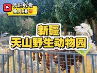 新疆天山野生动物园