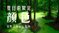 杭州推荐｜青山湖水上森林，杭州最美的“抹茶绿”，是夏日专属的限定颜色！