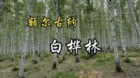 额尔古纳的白桦林