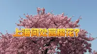 上海辰山植物园的早樱