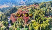 海口林场 昆明市海口林场森林公园 红枫叶
