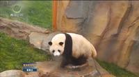 青海西宁：大熊猫馆今天开馆