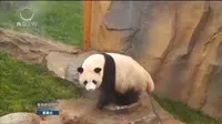 青海西宁：大熊猫馆今天开馆