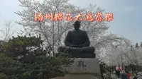扬州鉴真大道赏樱