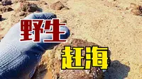 防城港怪石滩赶海收获，意想不到，根本吃不完！