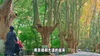 南京梧桐大道的由来