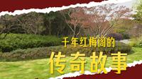 红梅公园