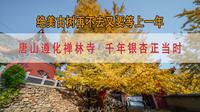 唐山遵化禅林寺，赏千年古银杏树正当时，再不去又要等一年了