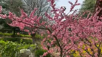 【威海】环翠楼公园赏花