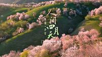 一入新疆伊犁河谷的百里杏林，花间一壶美酒，岂知天上人间？