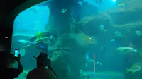 【北海海洋之窗】海中大蝴蝶表演