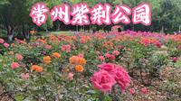 常州紫荆公园月季花展！置身花海！还有月季花墙做的迷宫！
