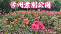 常州紫荆公园月季花展！置身花海！还有月季花墙做的迷宫！