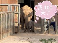 济南动物园撒宽仔 100 天了，动物园为小象举办“长鼻子的百日奇遇”保护教育活动，希望这个活泼灵动福气满满的小黑胖健康快乐