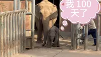 济南动物园撒宽仔 100 天了，动物园为小象举办“长鼻子的百日奇遇”保护教育活动，希望这个活泼灵动福气满满的小黑胖健康快乐