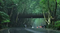 南京今天雨中梧桐梧桐大道