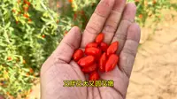 孩子们放假啦，组织群里的孩子们，走进枸杞田，用自己的双手和汗水赚取“报酬”体验生活，书本上的知识重要，身体力行同样重要#枸杞 #田园生活乐趣多 #银川 #宁夏