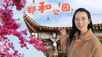 3月看樱花还去挤昆明圆通山？来昆阳郑和公园，免费粉色花海