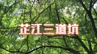 怀化芷江三道坑原始次森林