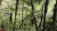 青城山外访宁小径三十分钟全记录