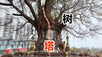芒市奇观树包塔，佛塔上长出菩提树，树塔融为一体