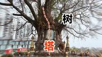 芒市奇观树包塔，佛塔上长出菩提树，树塔融为一体