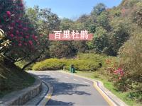 贵州省毕节市百里杜鹃风景区 240323 花况实拍
