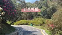 贵州省毕节市百里杜鹃风景区 240323 花况实拍