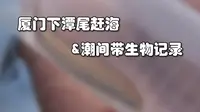 【野采vlog】厦门下潭尾红树林潮间带生物记录