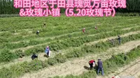 和田地区于田县瑰觅万亩玫瑰&玫瑰小镇（5.20玫瑰节）