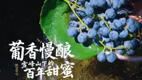 怀化有味·湘珍珠刺葡萄：百年藤下，万亩葡海醉秋风。#第五届湖南旅游发展大会#福地怀化懂你如家#中国南方葡萄沟#萄醉中方