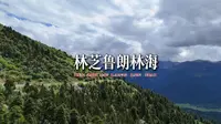 超清航拍西藏林芝鲁朗林海  林木森森溪水潺潺美轮美奂
