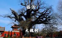 山西临汾，洪桐大槐树，寻根祭祖圣地