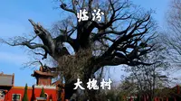 山西临汾，洪桐大槐树，寻根祭祖圣地
