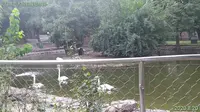 【游玩vlog】+三门峡市人民公园动物园2020.8.20