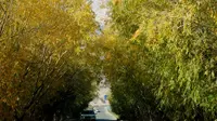 塔合曼树洞公路