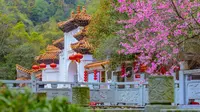 江西峡江：玉笥山桃花盛开春意浓