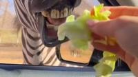 大兴野生动物园2