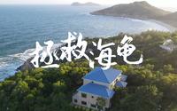 【微纪录片】在国家级海龟自然保护区拯救小海龟