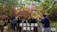 西安乐游原青龙寺，唐密宗祖庭，中日友好文化地标，绝佳赏樱地点