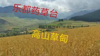青海：乐都县药草台金色秋季，高山草甸五颜六色，美不胜收