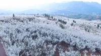 航拍：毕节市纳雍总溪河畔，万亩樱桃花竞相绽放！不看就等明年......