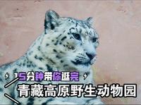 15分钟带你逛青藏高原野生动物园