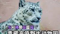 15分钟带你逛青藏高原野生动物园