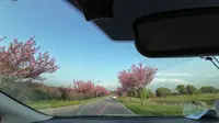 官亭林海路两侧晚樱花和海棠花_DJI_20260404170712_0010_D
