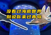 没看过海底世界，别说你来过青岛？青岛海底世界篇！