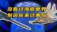 没看过海底世界，别说你来过青岛？青岛海底世界篇！