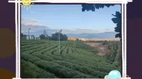 大木山茶园，丽水，松阳县