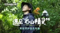 世界环境日，一起守护白头叶猴！